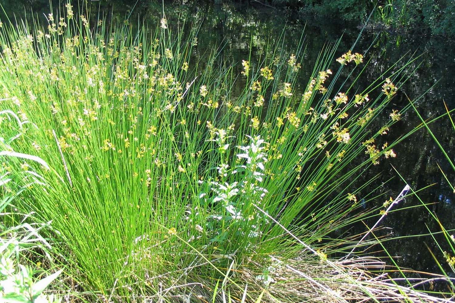 Juncus effusus-Soft Rush Native Long Island Grasses Suffolk Hydroseeding.com 